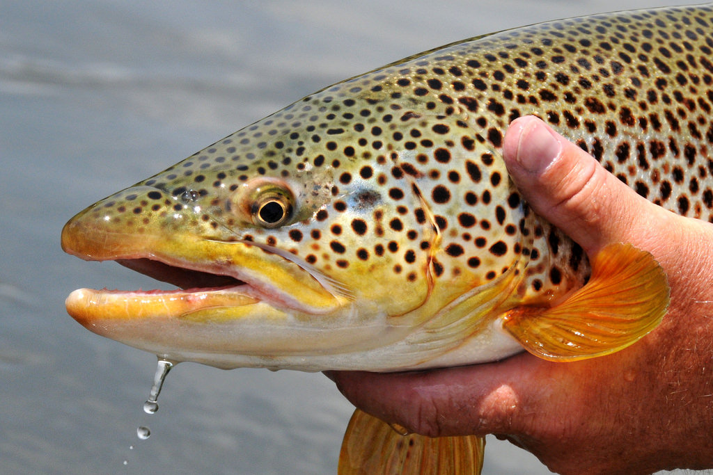 Top 50 Trout Fishing Streams in PA