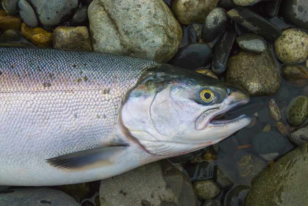 The 6 Different Types Of Salmon 1052